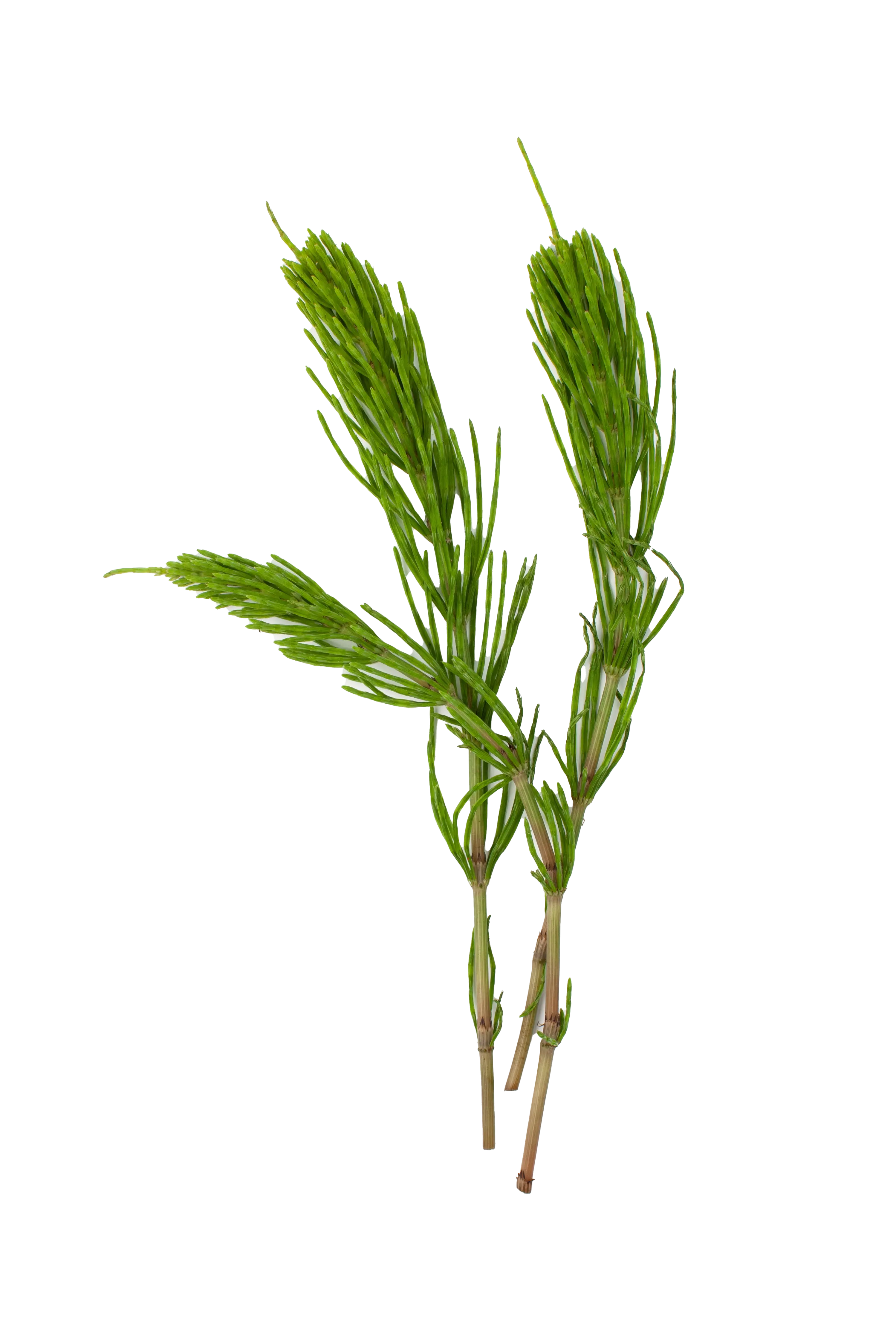 Horsetail