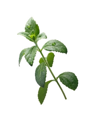 Stevia leaf extract